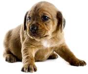 Kleintierpraxis Heiner Krebber - 3