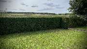 Kleinwerk Bau - Hecke