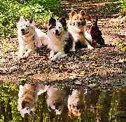 KnowWau Mobile Hundeschule - GALLERY