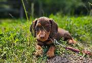 KnowWau Mobile Hundeschule - GALLERY