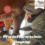 Kölner Pferde-Akademie - 129