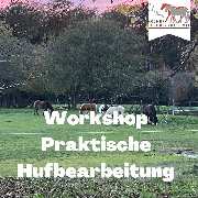 Kölner Pferde-Akademie - 21