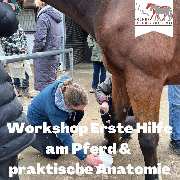 Kölner Pferde-Akademie - 81