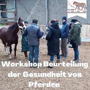 Kölner Pferde-Akademie - 93