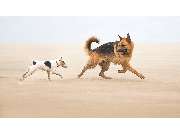 komm! Hundeschule - GALLERY