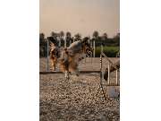 komm! Hundeschule - GALLERY