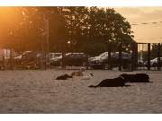 komm! Hundeschule - GALLERY