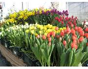 Krauß Gärtnerei - GALLERY