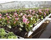 Krauß Gärtnerei - GALLERY