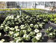 Krauß Gärtnerei - GALLERY