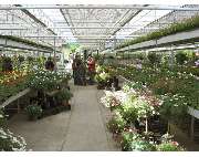 Krauß Gärtnerei - GALLERY