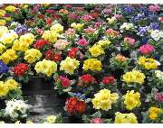 Krauß Gärtnerei - GALLERY