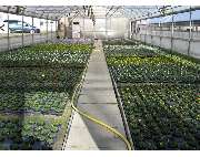 Krauß Gärtnerei - GALLERY