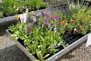 Kröners Gartenwelt GmbH & Co. KG - GALLERY
