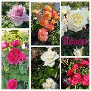 Kröners Gartenwelt GmbH & Co. KG - GALLERY