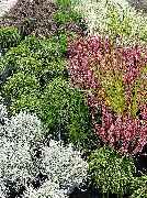 Kröners Gartenwelt GmbH & Co. KG - GALLERY