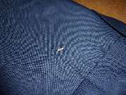 Kunststopferei Hiltmann - Kunststopfen und Reparatur von Strickkleidung und Businesskleidung - Anzugjacke mit Mottenloch und Motte