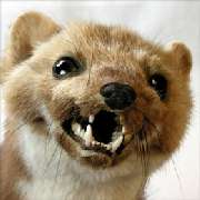 Kurt Brummer Schädlingsbekämpfung - Mardervergrämung