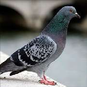 Kurt Brummer Schädlingsbekämpfung - Taubenabwehr