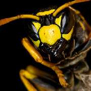 Kurt Brummer Schädlingsbekämpfung - Wespenbekämpfung