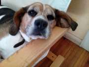 Kutsch- & Planwagenfahrten Isolde Heintz - 6