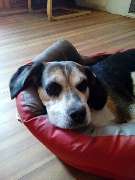 Kutsch- & Planwagenfahrten Isolde Heintz - 7