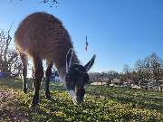 Lama-Ranch Bad Vilbel - 1