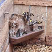 Lama-Ranch Bad Vilbel - 13