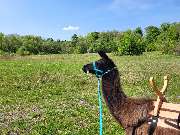 Lama-Ranch Bad Vilbel - 14