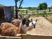 Lama-Ranch Bad Vilbel - 15