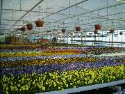 Lameyer Blumen und Pflanzen - Eigenproduktion Frühjahrsblumen