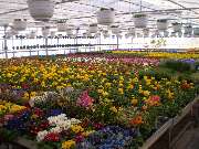 Lameyer Blumen und Pflanzen - Eigenproduktion, Frühlingsblumen