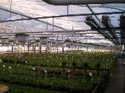 Lameyer Blumen und Pflanzen - Eigenproduktion Sommerblumen
