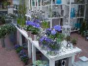 Lameyer Blumen und Pflanzen - Geschenke/Floristik