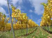Landgasthof Zur Rose Inh. Rudi Kleinlein - GALLERY