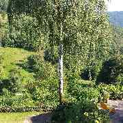 Landhaus Neckarblick - GALLERY