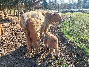 Landschaftspflege Daniel - GALLERY