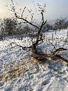 Landschaftspflege Marc Weber - GALLERY