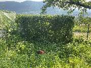 Landschaftspflege Marc Weber - GALLERY