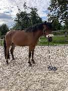 LD  Reitcoaching - GALLERY