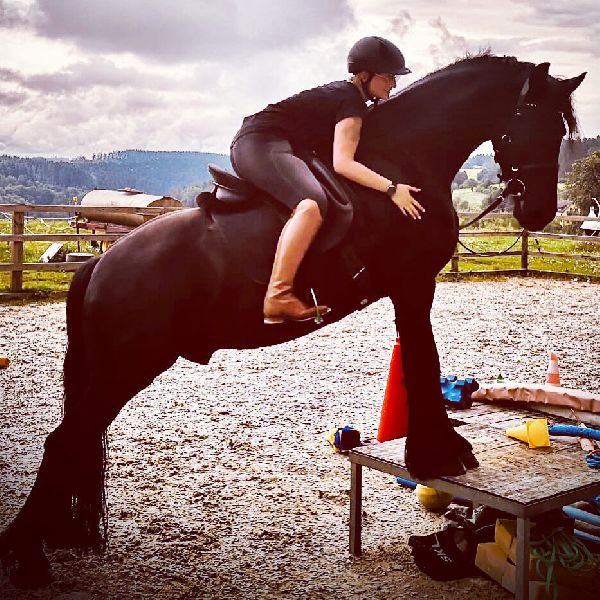 LD  Reitcoaching - GALLERY