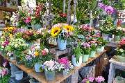 Le Fleur Das Blumencafe - GALLERY