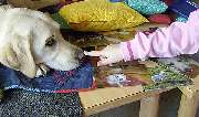 Lebenshilfe Völklingen GmbH - Therapie mit Hund