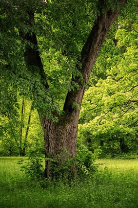 Lebenskreis Bernauer Bestattungen - GALLERY