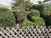 Lenhardts-Gartenpflege - GALLERY