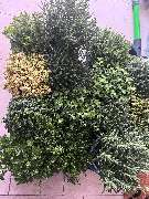 Lenhardts-Gartenpflege - GALLERY