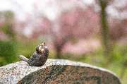 Lenke Bestattungen - GALLERY