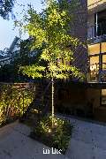 LICHT design Shop UG (haftungsbeschränkt) - GALLERY