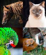 Lichtung Tierbestattungen - GALLERY