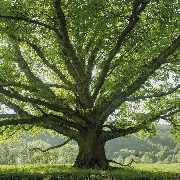 Lindebaum - Bestattungen & Trauerbegleitung - GALLERY